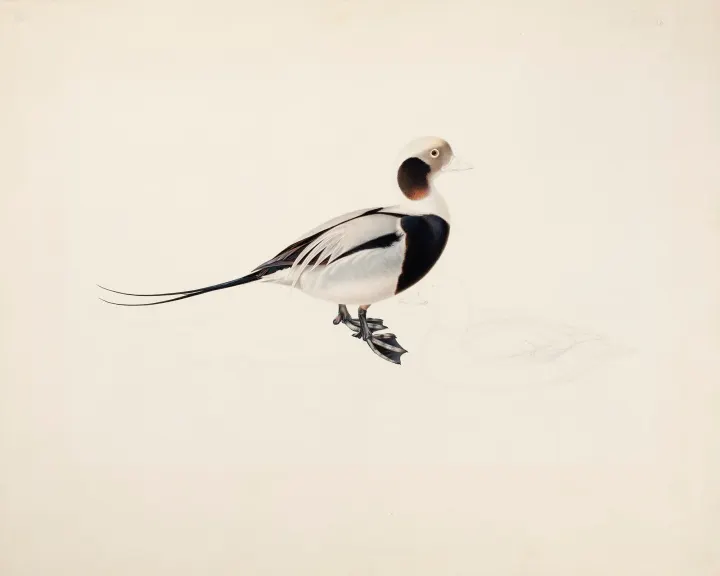 Long-tailed Duck, by Magnus von Wright