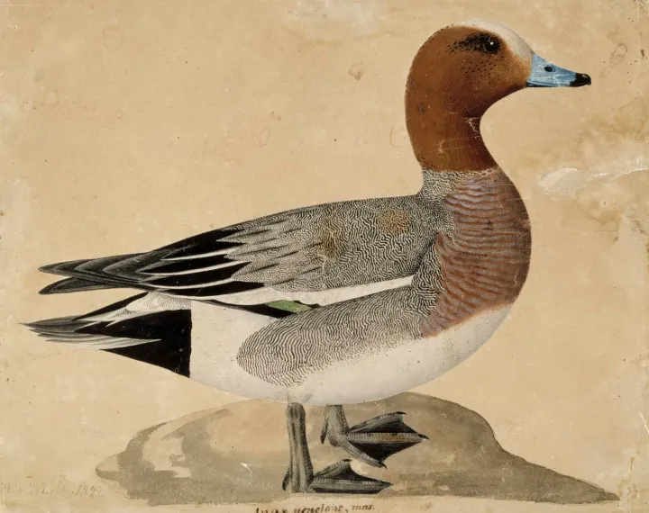 Eurasian Wigeon, by Wilhelm von Wright
