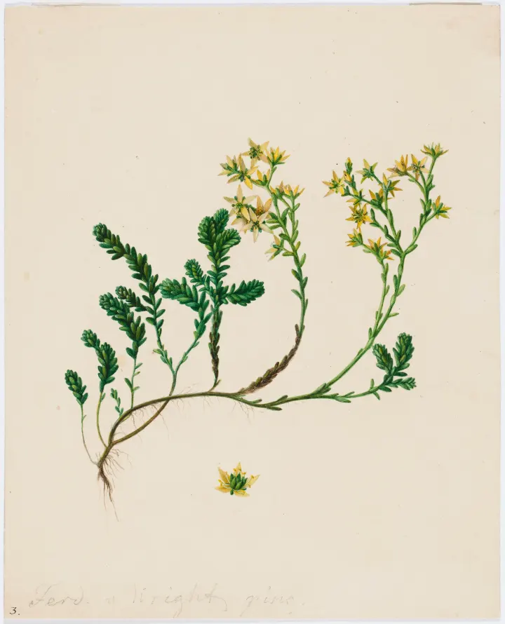 Stonecrop, by Ferdinand von Wright