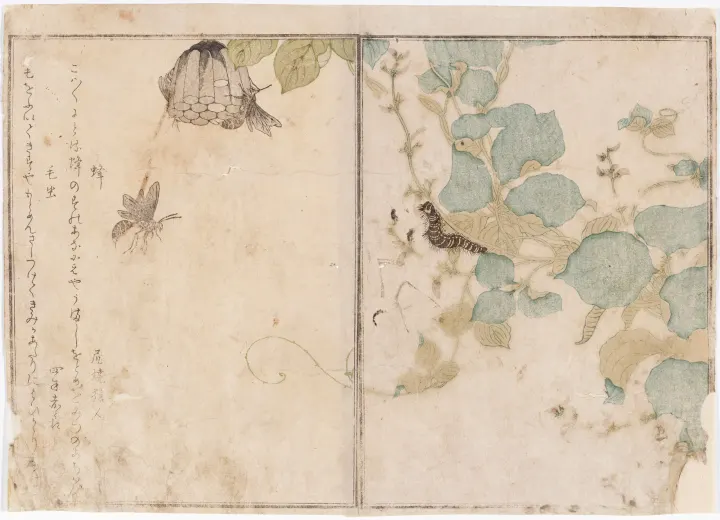Caterpillar and Bees, by Kitagawa Utamaro