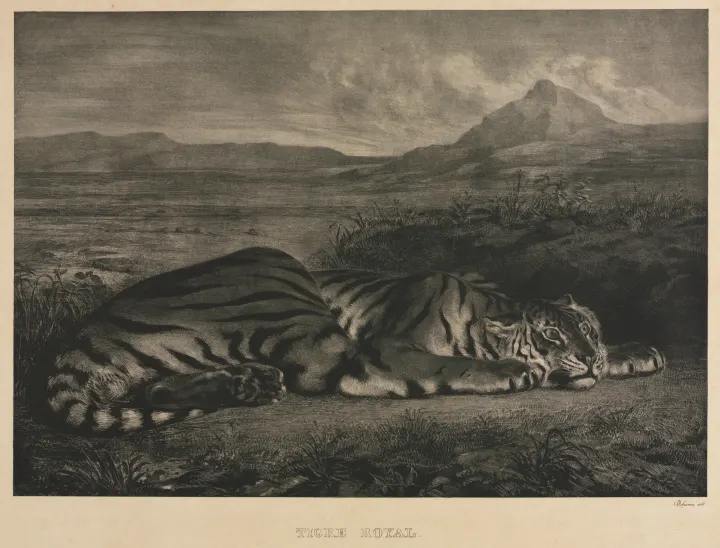 Tigre Royal, by Eugène Delacroix