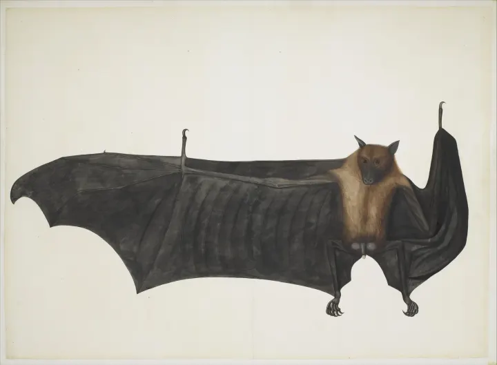 Bhawani Das, Great Indian Fruit Bat